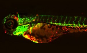 poisson_zebre_recadre