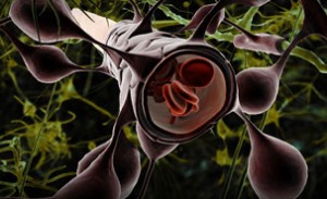 mage : Wikipedia, Creative Commons