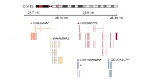 Le diagramme indique la position et la structure d’un groupe de gènes sur le chromosome 15 dont l’expression est caractéristique des deux sous-types de leucémies étudiées. Le gène LOC100289656 en particulier pourrait permettre de mieux diagnostiquer ces leucémies.