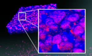 photorecepteurs-in-vitro-303